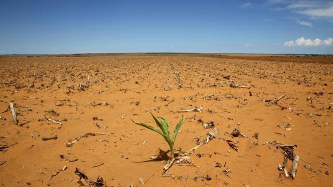 Mauritanie : les agriculteurs en quête de résilience face à la sécheresse |  Mauriweb